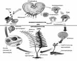 Intro to Plants