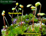 Intro to Plants