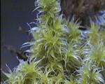 Intro to Plants