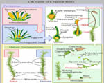 Intro to Plants