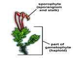 Intro to Plants