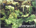 Intro to Plants