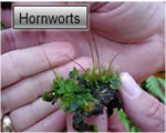 Intro to Plants