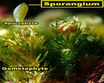 Intro to Plants