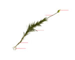 Intro to Plants