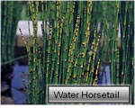 Intro to Plants