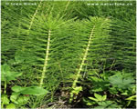 Intro to Plants