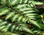 Intro to Plants