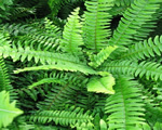 Intro to Plants