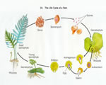 Intro to Plants