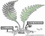 Intro to Plants