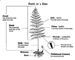 Intro to Plants