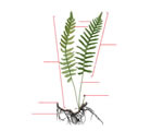 Intro to Plants