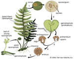 Intro to Plants