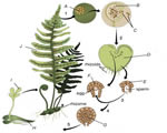 Intro to Plants