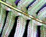 Intro to Plants