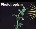 Intro to Plants