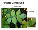 Seed Plants