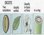 Seed Plants