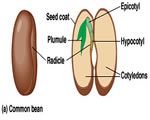 Seed Plants