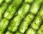 Seed Plants