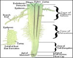 Seed Plants