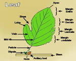 Seed Plants