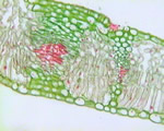Seed Plants