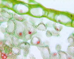 Seed Plants