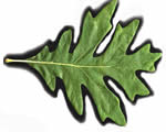 Seed Plants