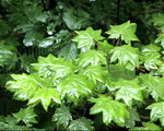 Seed Plants