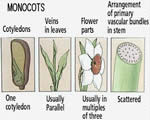 Seed Plants