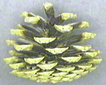 Seed Plants