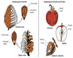 Seed Plants