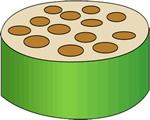 Seed Plants