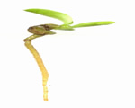 Seed Plants