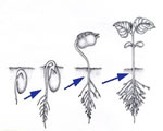 Seed Plants