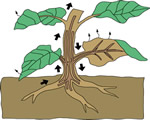 Seed Plants