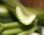 Seed Plants