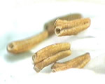 Seed Plants