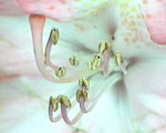 Seed Plants