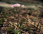 Seed Plants