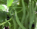 Seed Plants