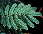 Seed Plants