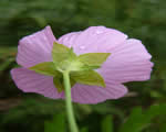 Seed Plants