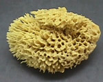 Sponges, Cnidarians and Worms