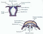 Sponges, Cnidarians and Worms