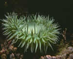 Sponges, Cnidarians and Worms