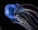 Sponges, Cnidarians and Worms