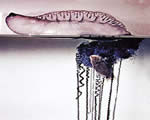 Sponges, Cnidarians and Worms